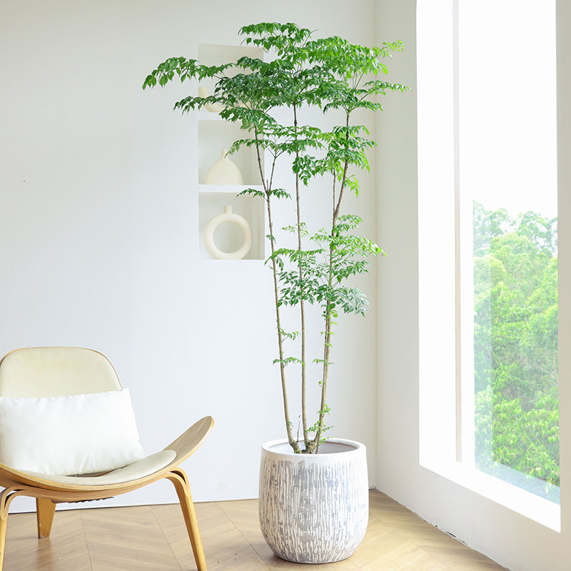 小叶幸福树幌伞枫室内植物办公室阳台绿植小叶金花客厅盆栽ins风