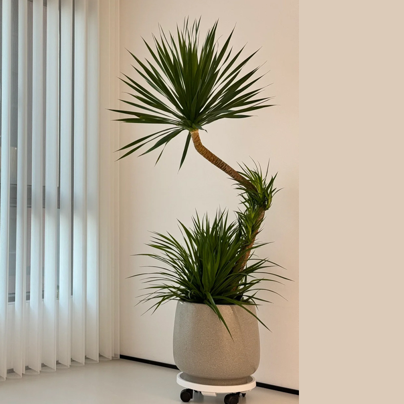 懒人好养龙血树客厅绿植招财旺宅