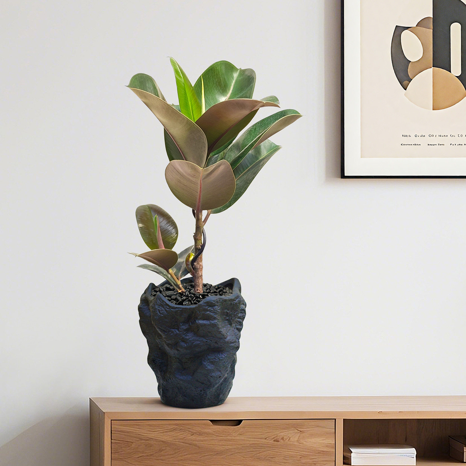 绿金刚橡皮树盆栽室内客厅办公室净化空气桌面摆件绿植耐养活植物