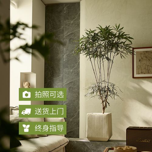 造型孔雀木客厅高级感软装大植物