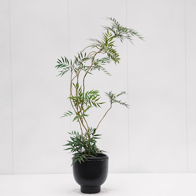 十大功劳绿植室内中古禅意茶室造景造型老桩客厅大型植物盆栽细叶