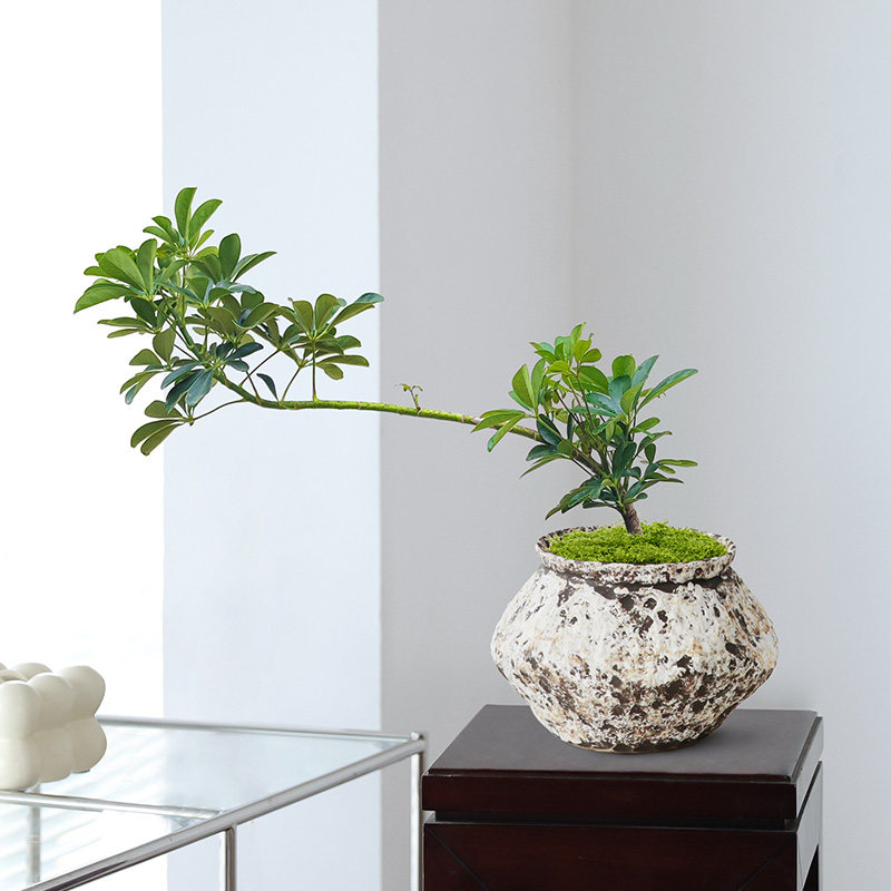 飘枝鸭脚木盆栽室内绿植桌面装饰好养活八方来财盆景办公室植物