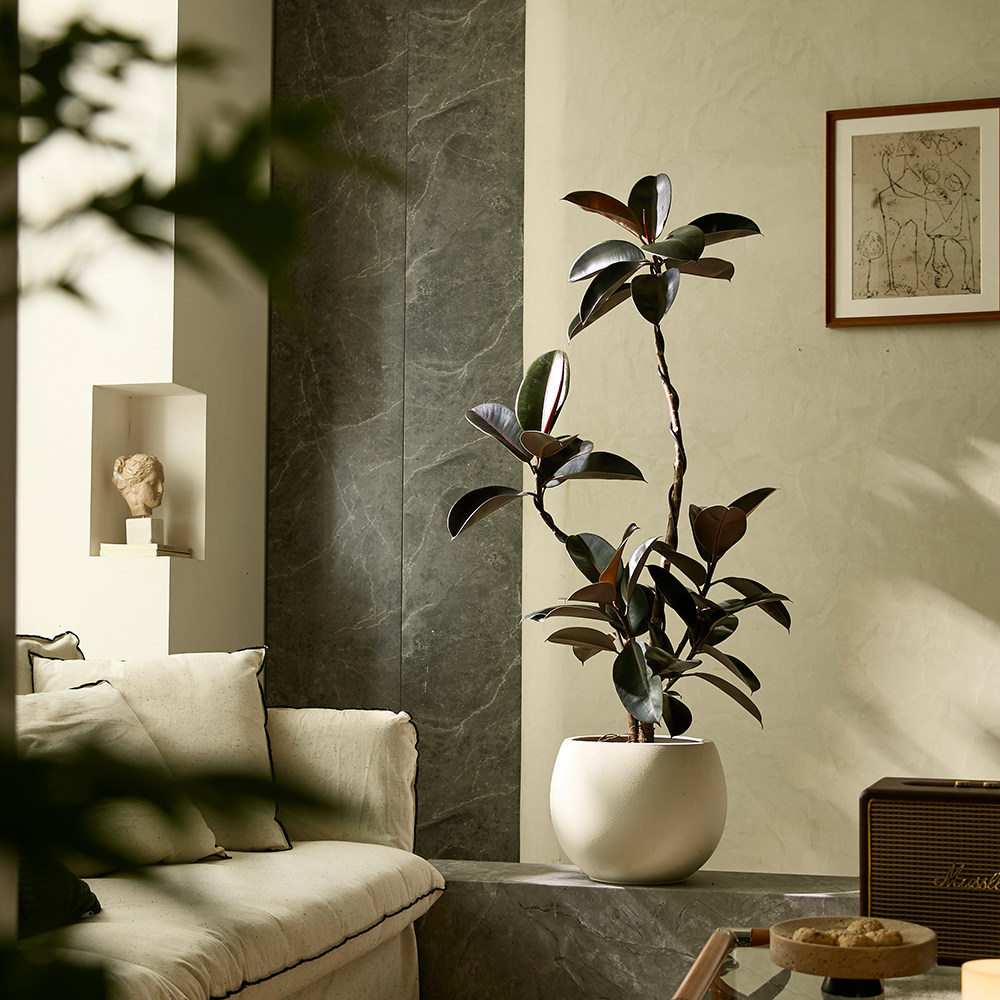 橡皮树黑金刚客厅绿植大盆栽室内四季好养大型老桩北欧风造型植物