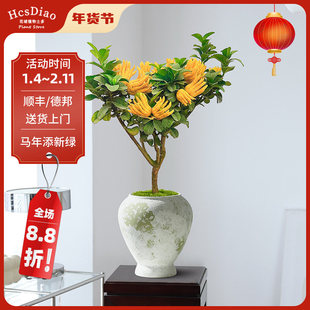 佛手柑盆栽金桔树带果客厅观赏绿植金佛手盆景过年花卉室内植物花