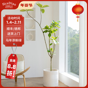 招财旺宅黄金榕大型植物花叶橡皮树客厅落地式绿植室内大盆栽真花