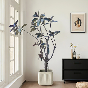 老桩黑金刚橡皮树室内客厅绿植大盆栽四季好养办公室造自然型植物