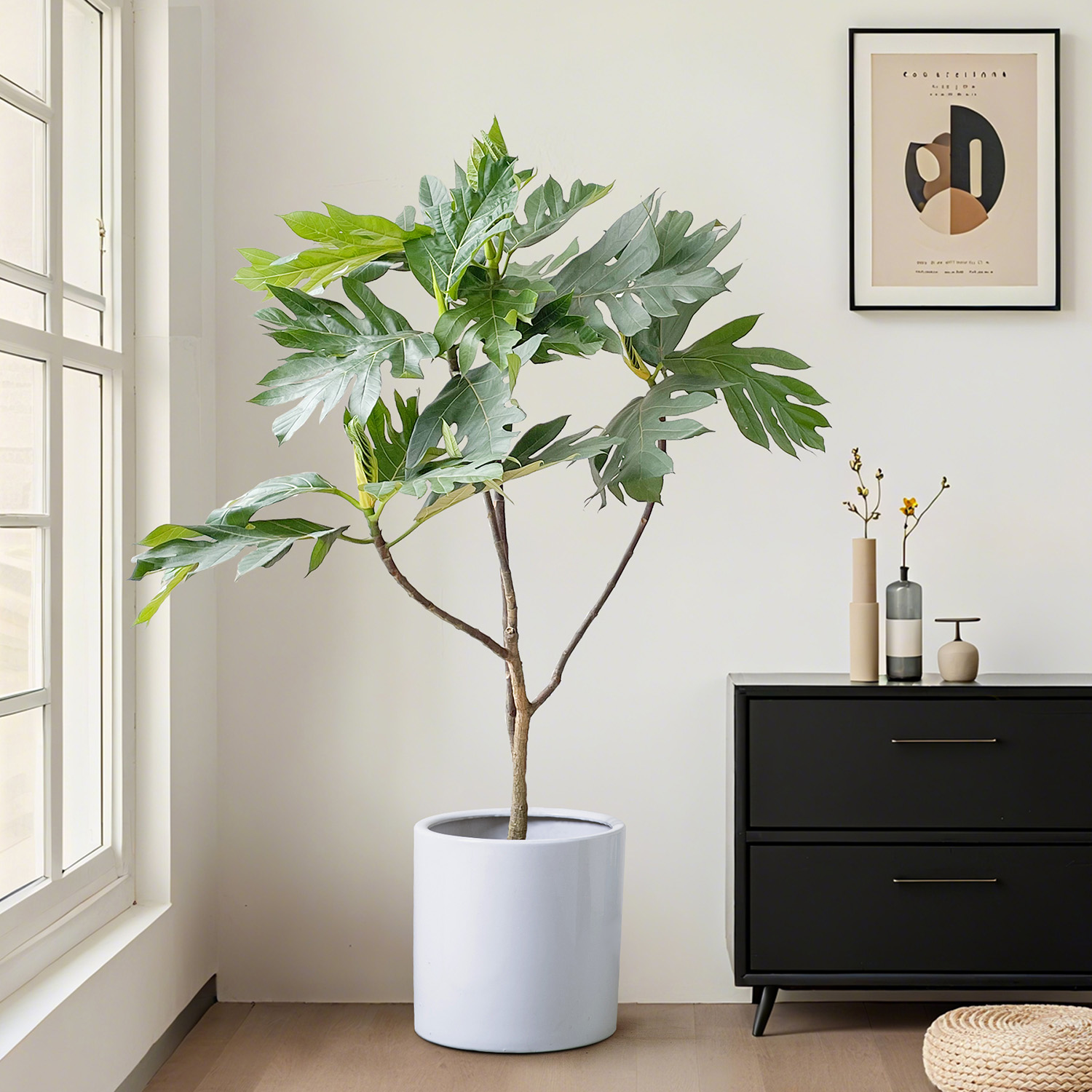 大叶面包树绿植好养室内大型植物