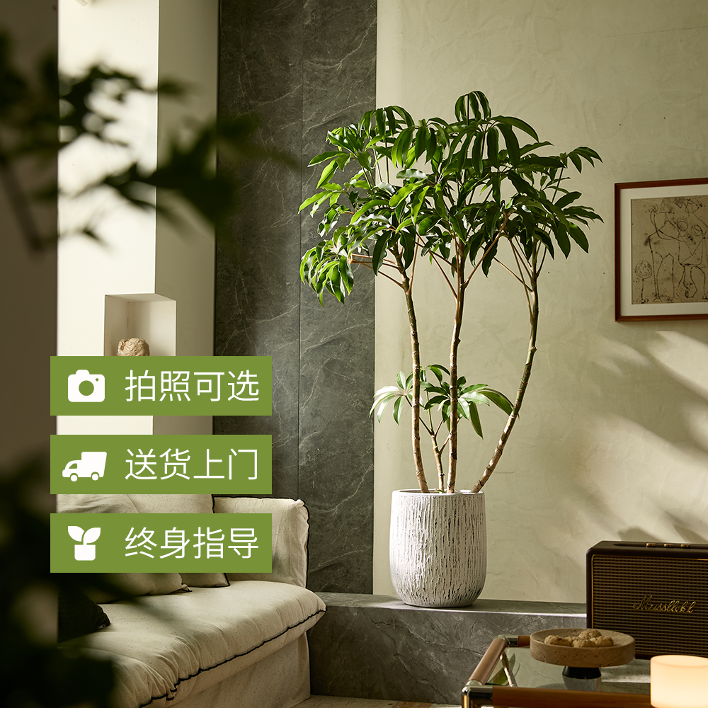 保罗 大叶伞绿植老桩盆栽客厅落地大型净化空气室内植物一物一拍