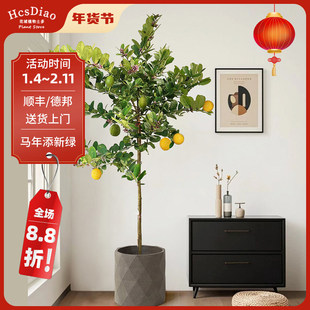 香水柠檬树盆栽带果客厅绿植室内大型果树卧室净化空气造型棒棒糖