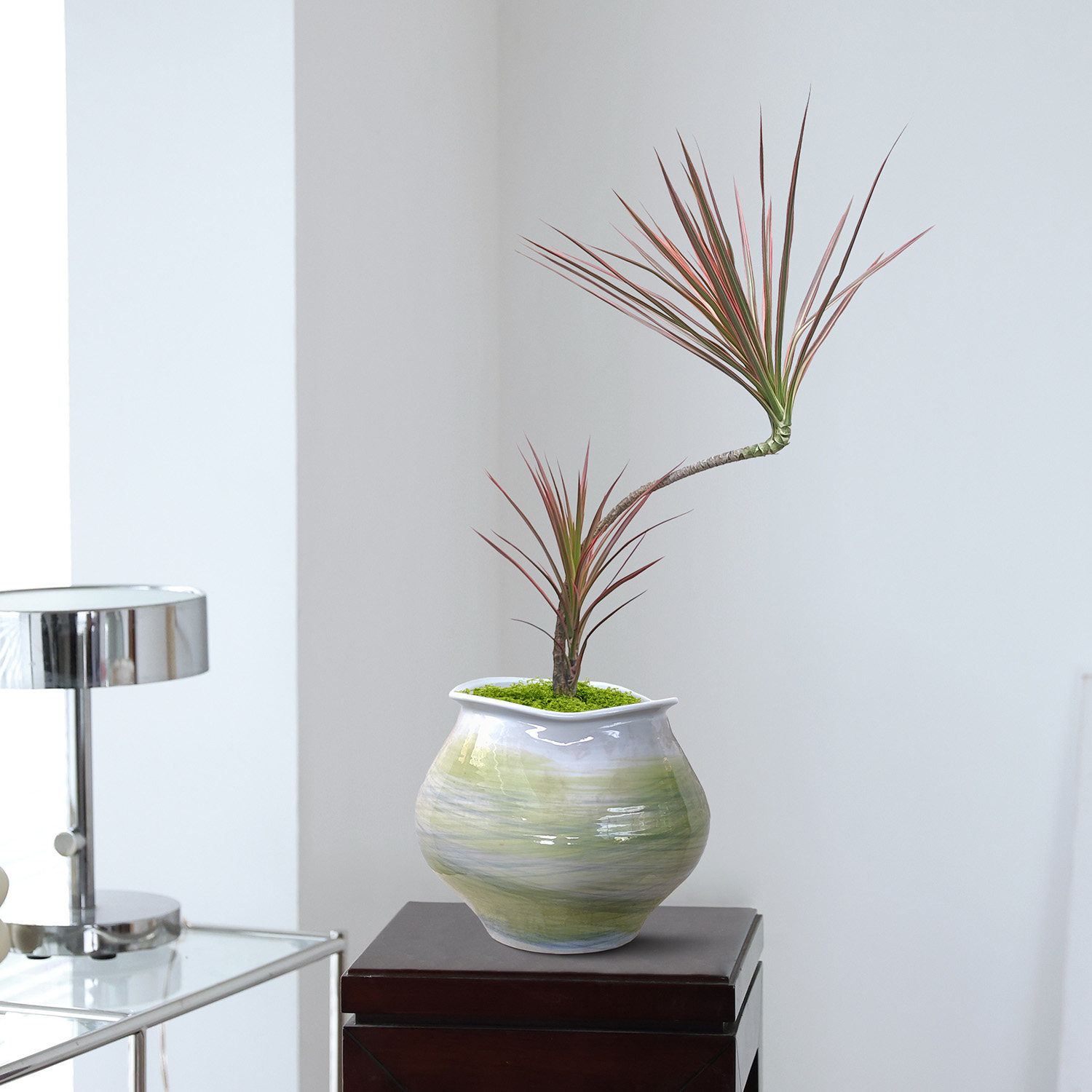 红叶千年木盆栽室内客厅盆景绿植办公室桌面装饰植物四季好养活