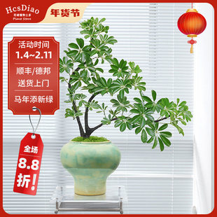 花城水调造景鸭脚木盆栽客厅旺宅桌面植物八方来财盆景办公室绿植