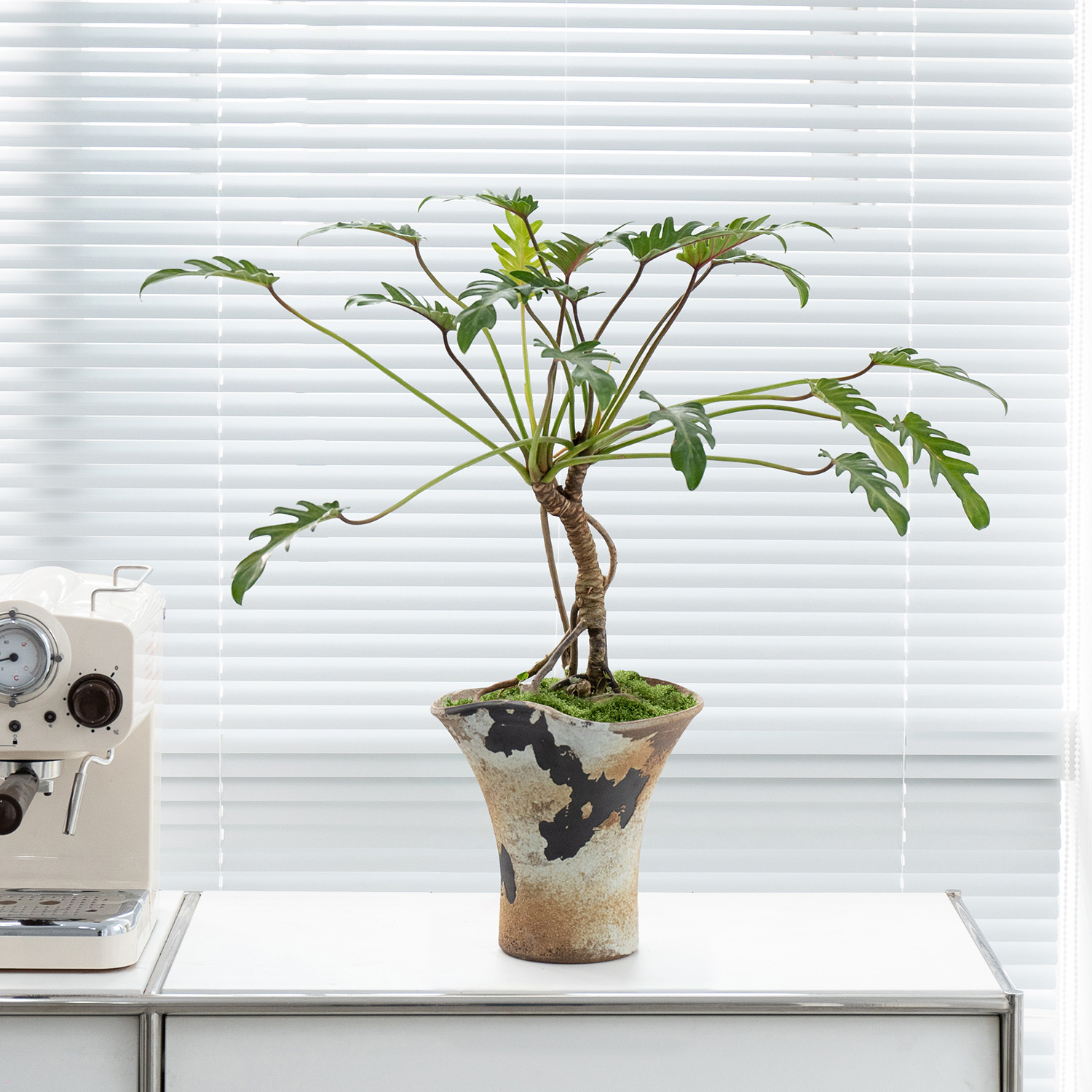 龙鳞小天使盆栽办公室好养易活桌面植物仙羽蔓绿绒客厅绿植高级感