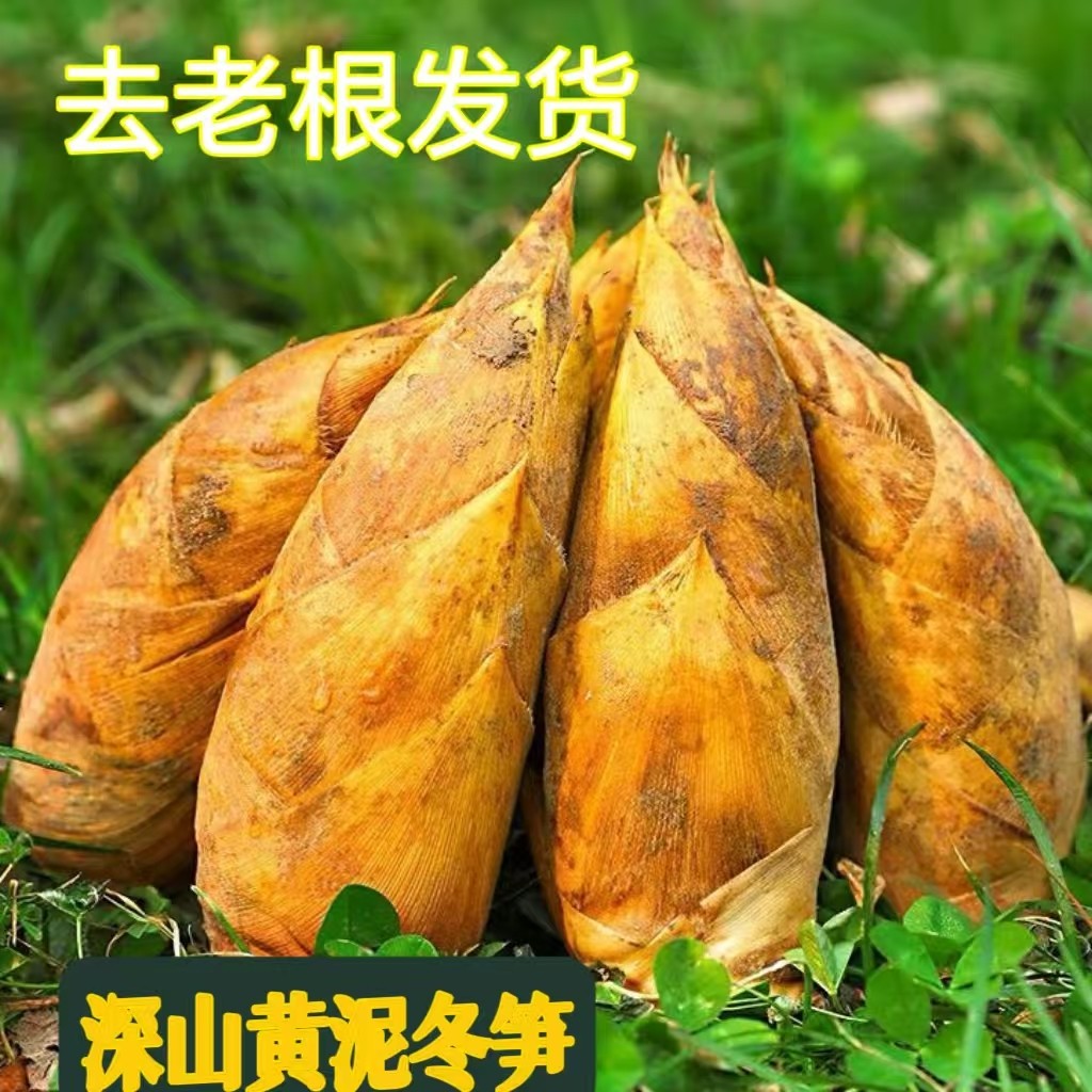 冬笋新鲜现挖现发江西宜春黄泥笋毛竹笋鲜笋竹笋自挖冬笋雷笋