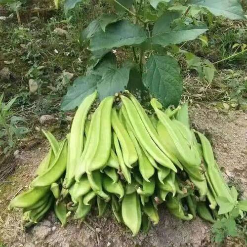 新鲜现摘精挑细选刀豆刀豆