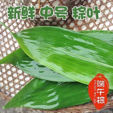 粽叶新鲜粽叶免邮新鲜大100片商用箬叶粽叶批发非芦苇现摘