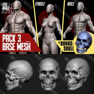 zbrush肌肉男女性人体基础模型zb壮汉角色无五官脸部骨髅头3d模型