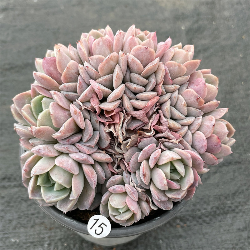 云南多肉 恩宠缀化朵朵缀 多肉植物布朗先生的多肉店阳台控养老桩