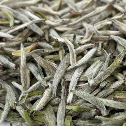 2026年福鼎白茶White tea白毫银针米芽明前春茶头采Silver Needle