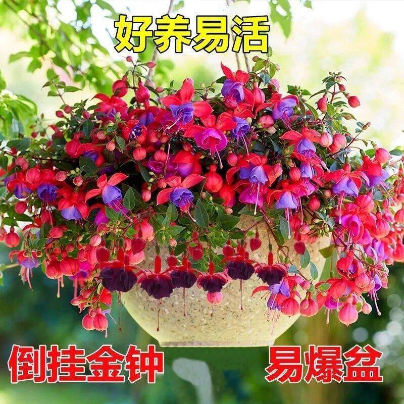 好养耐寒阳台带花苞倒挂金钟