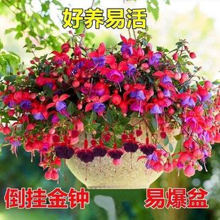 倒挂金钟盆栽带花苞宝莲灯灯笼花重瓣老桩垂吊阳台庭院好养耐寒花