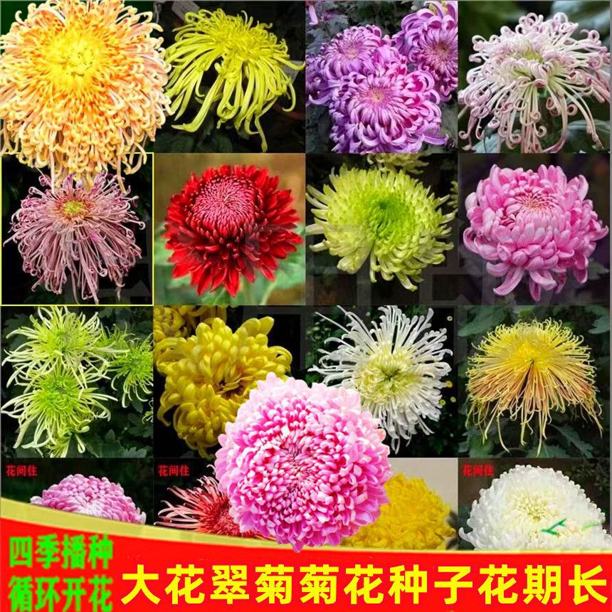 新品菊花种子九月金秋籽四