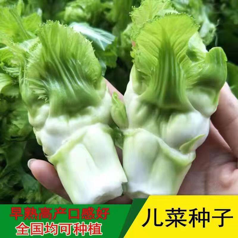 四川儿菜种子特产四季播宝宝菜娃娃菜抱子芥菜秋播蔬菜籽早熟农家