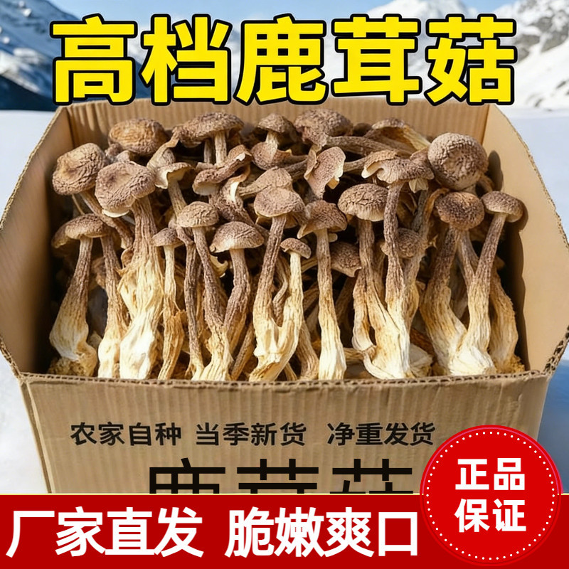 新货】头茬鹿茸菇干货无熏硫农家脆嫩净重鹿茸菇干货500g新鲜煲汤