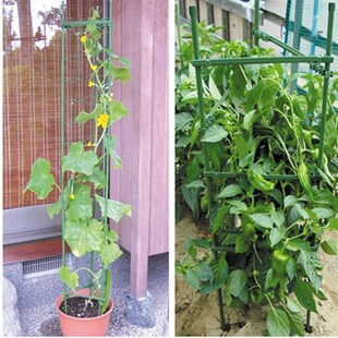 西红柿番茄黄瓜爬藤支架包塑圆柱钢管支撑植物固定园艺阳台种植架