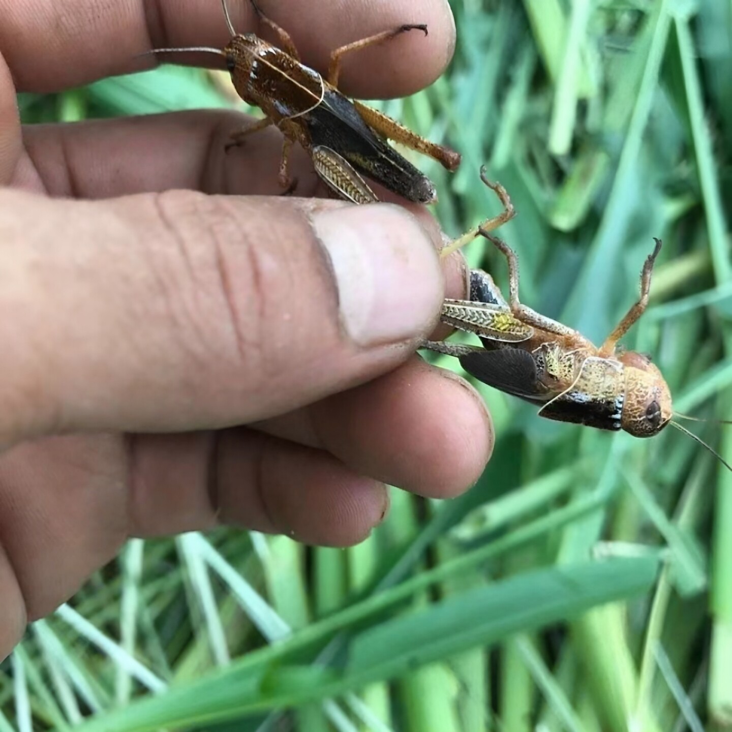 蝗虫活虫鲜活蚂蚱丁蜢画眉鸟爬虫宠物蝎子蜂饲料喂鸟食可食用昆虫