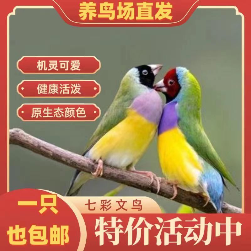 珍珠鸟活鸟灰白珍珠灰白文鸟