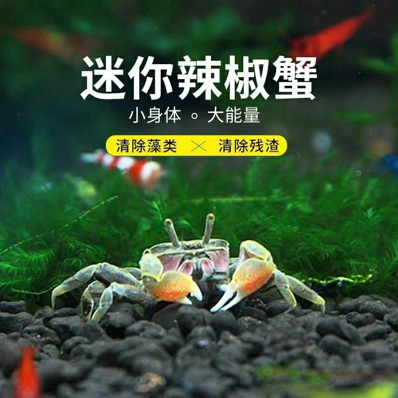 将军蟹迷你辣椒蟹相守蟹宠物蟹深水观赏蟹除藻淡水蟹将军豆小彩蟹