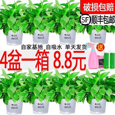 新房绿萝盆栽室内植物水培大叶绿箩绿植家用花卉净化空气好养