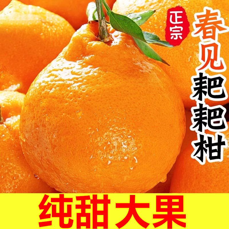 四川春见耙耙柑粑粑柑8斤橘子甜当季整箱杷杷新鲜水果丑柑桔年货,水产肉类/新鲜蔬果/熟食,桔子,淘宝优惠券,粉丝福利购,淘宝优惠卷