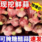 2024年紫皮大蒜5斤新鲜蒜头红皮大蒜多瓣蒜大蒜湿蒜头新蒜批发10