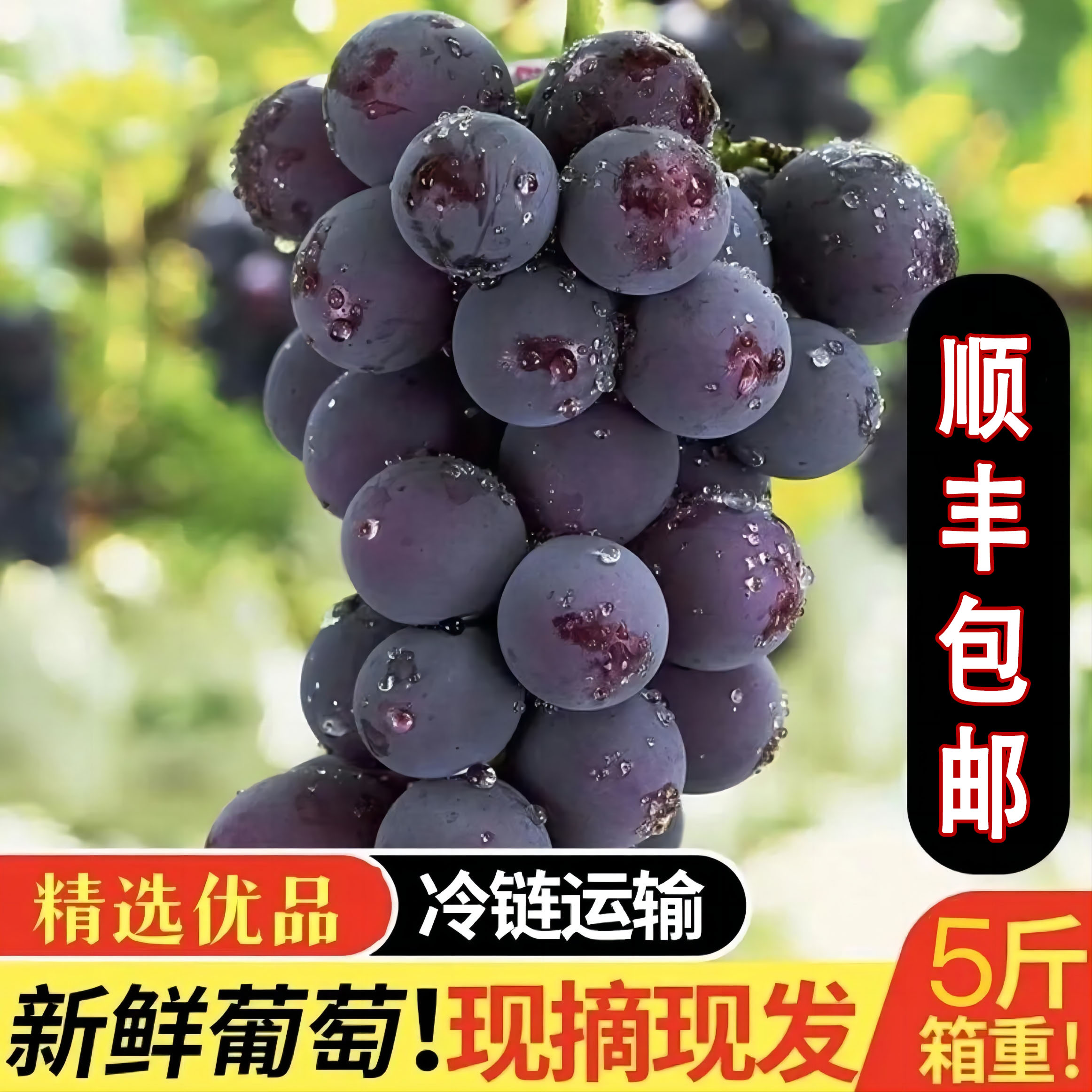 【顺丰冷链整串发货】东北巨峰葡萄新鲜采摘应季辽峰香甜葡萄包邮
