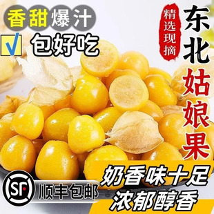 【顺丰送货上门】现货东北姑娘果灯笼新鲜水果黄菇整箱黄金姑娘果