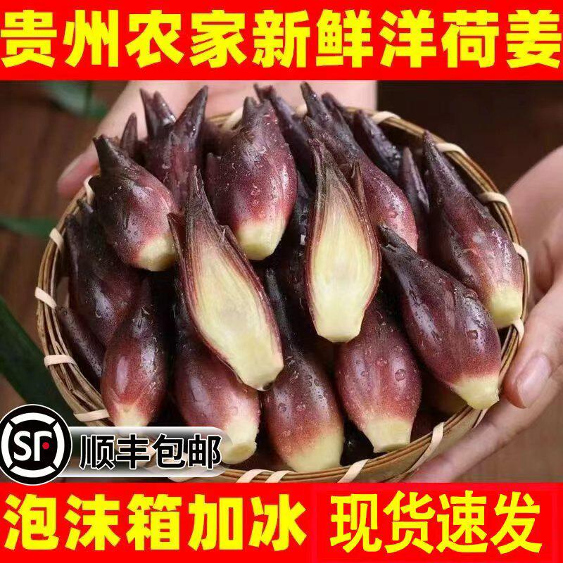 【现货】新鲜洋荷姜摘发阳
