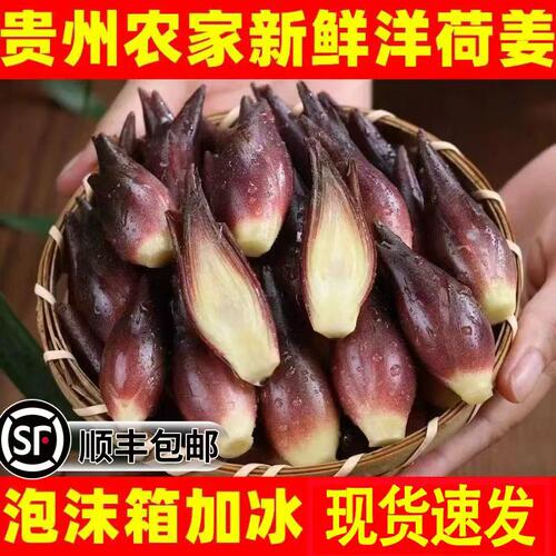 【现货】新鲜洋荷姜摘发阳