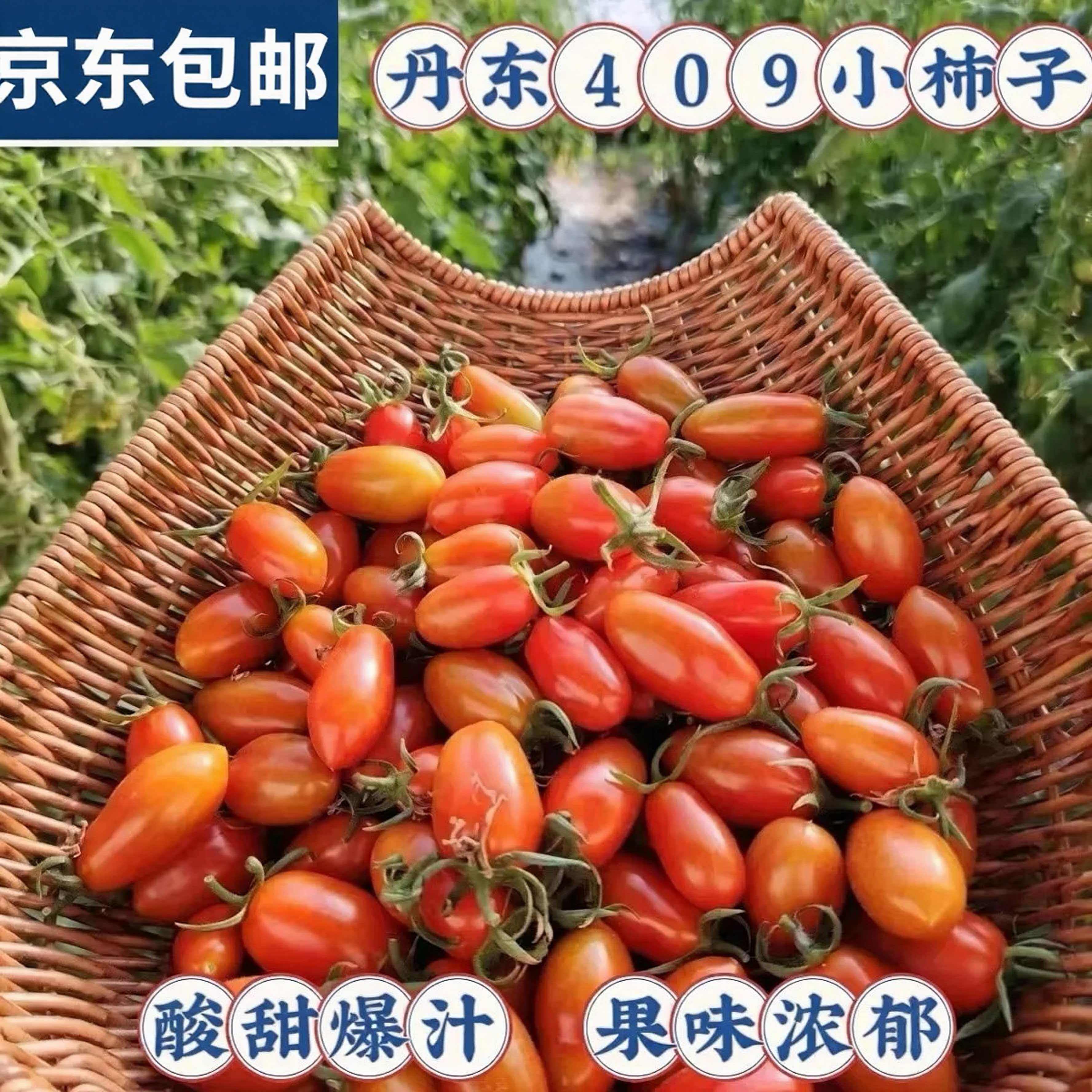 京东快递】丹东409小柿子碱地花生小番茄新鲜即食水果千禧圣女果