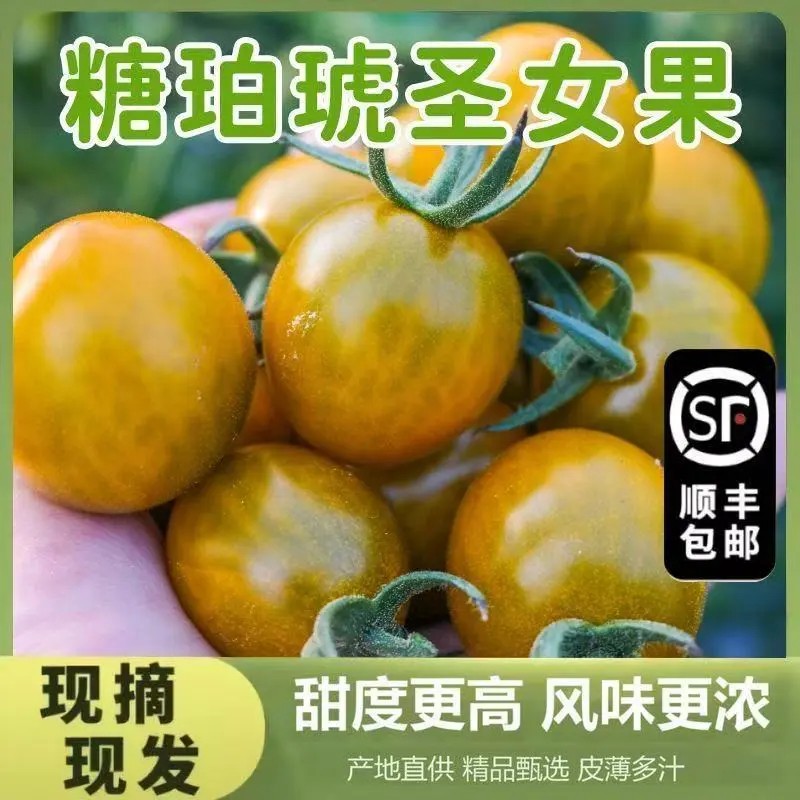 【顺丰包邮】现摘糖珀虎冰糖口感琥珀色千禧糖伯虎小番茄圣女果
