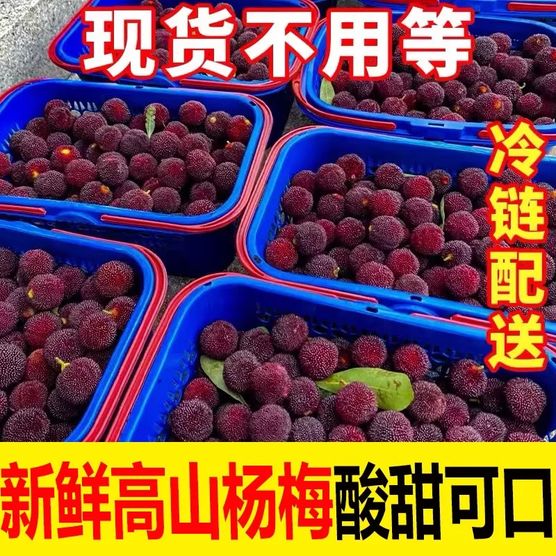 【现货速发】现摘新鲜杨梅鲜果孕妇水果酸甜泡酒小杨梅一整箱包邮