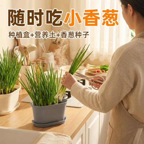 阳台种葱盆新手专用可反复采收
