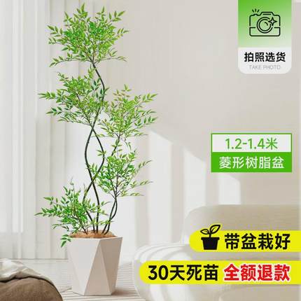 南天竹盆栽客厅真树绿植办公室内沙发边大型落地旺宅真花大号禄植