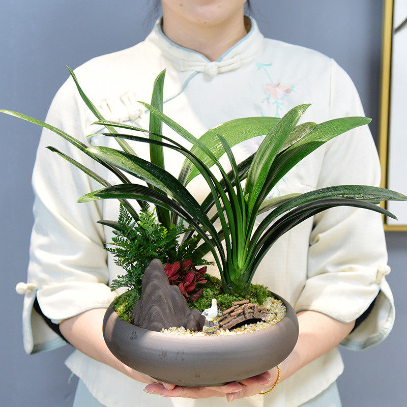 zr君子兰盆栽客厅室内办公室观叶绿植桌面观赏花卉四季常青植物