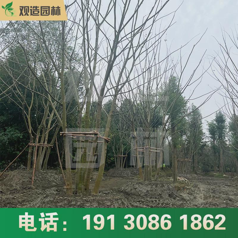 丛生朴树四川景观园林工程绿化熟货拼栽精品朴树乔木苗木单杆造型