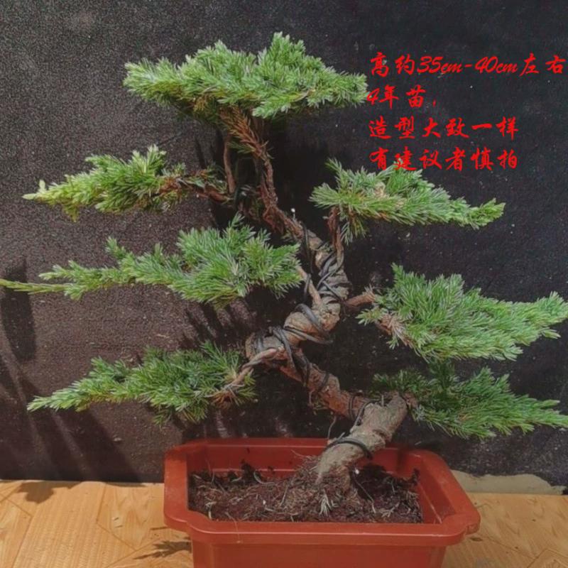 地真树绿植盆栽迎客松柏柏树盆景造型室内办公桌阳台