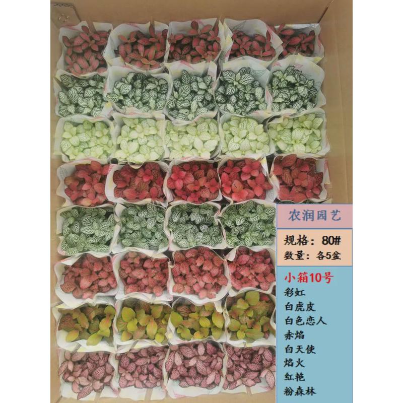 【基地直供】观叶植物网纹草小盆栽微景观绿植小箱网纹草混装