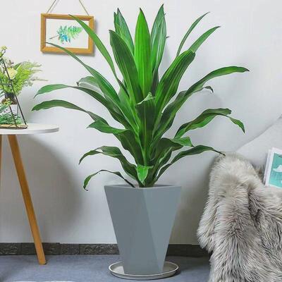 金心也门铁巴西铁青北欧栽大型植物办公室客厅绿植铁盆室内网红