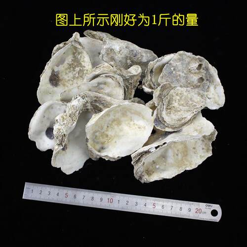 天然蚝壳牡蛎壳锦鲤鱼池鱼缸专用滤材稳定过滤材料ph值增加钙水质