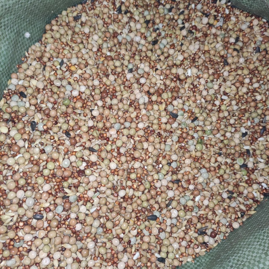 粮良德易鸽粮无玉米斤鸽料鸽子粮信鸽饲料鸟食50幼鸽装包邮